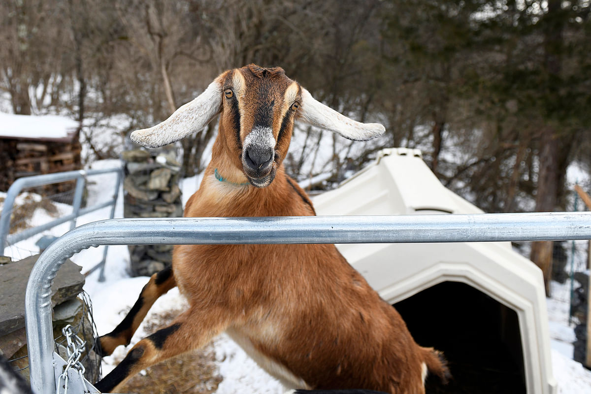 This handout photograph, obtained on 8 March shows Lincoln, a Nubian goat, who was elected `Pet Mayor` for the town of Fair Haven, Vermont. Photo: AFP