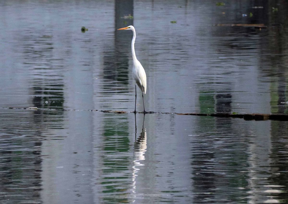 A crane perched on a submerged bamboo at North Durgapur in Cumilla on 7 March. Photo: Emdadul Haque