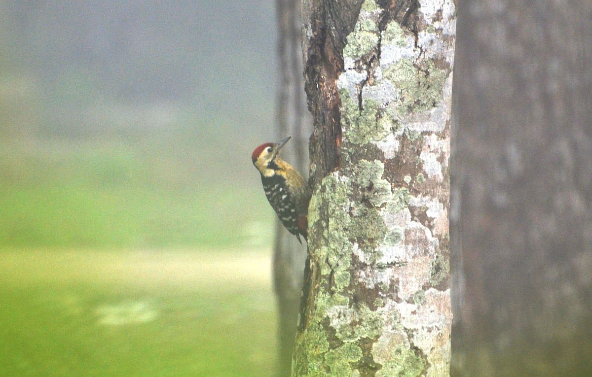 A woodpecker perched on a tree at Radhanagar in Pabna on 7 March. Photo: Hassan Mahmud