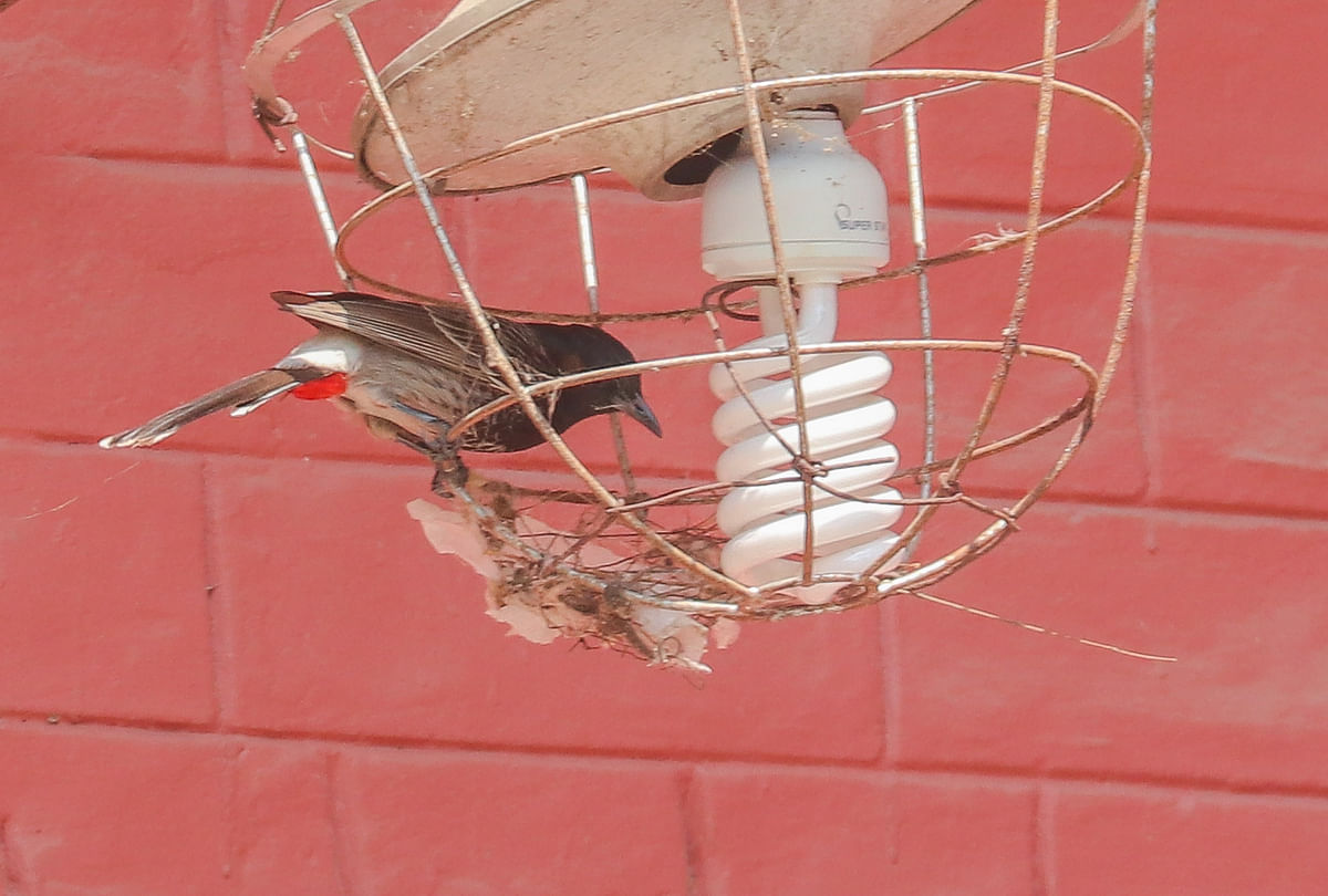 A bulbul nesting around a bulb at Government Brajalal College compound, Khulna on 7 March. Photo: Saddam Hossain
