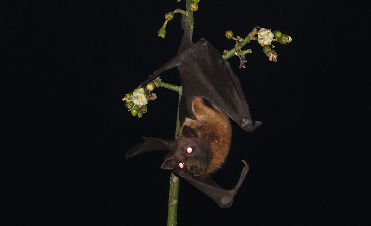 A bat hanging from a branch at Natun Rasta in Khulna on 6 March. Photo: Saddam Hossain