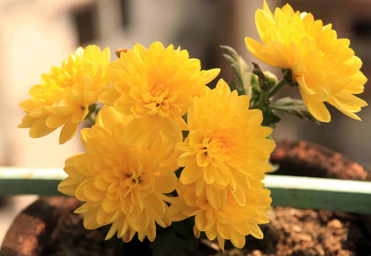 Chrysanthemum blooms at Race Course in Cumilla on 7 March. Photo: Emdadul Haque