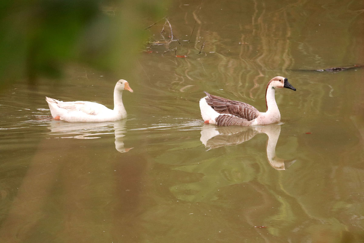 Two swans swimming in the pond at Mirabazar in Sylhet on 9 March. Photo: Anis Mahmud