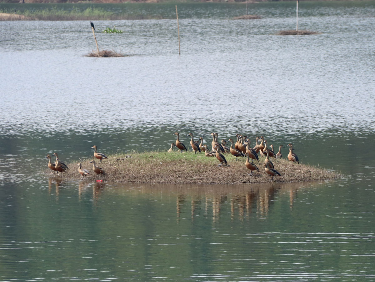 Ducks resting at lake Kaptai at Asam Basti, Rangamati on 10 March. Photo: Supriya Chakma