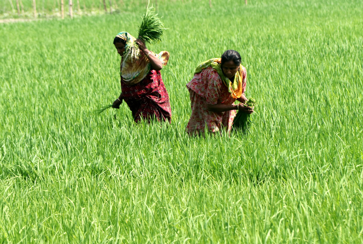 Two female workers in a Boro field at Gopalbari of Bogura on 14 March. Photo: Sohel Rana