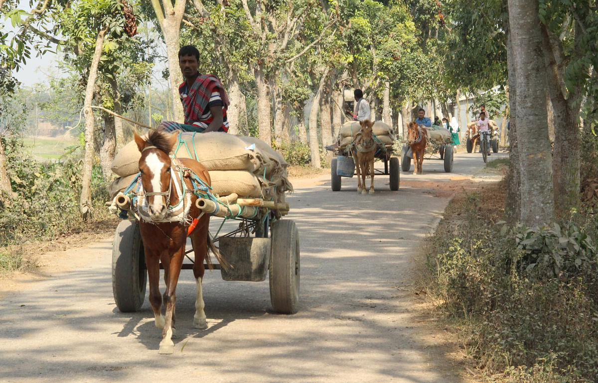 Horse carts are used in the char area. This photo is taken from Khalshi of Daulatpur of Manikganj on 14 March. Photo: Abdul Momin