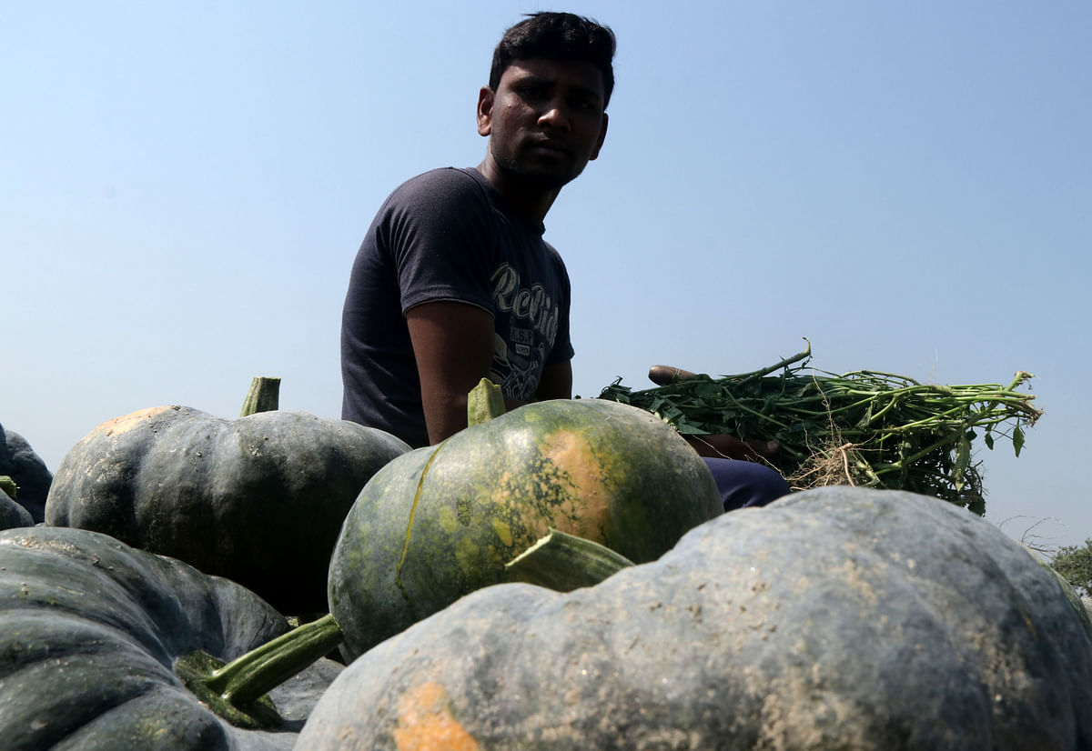 A youth carries a pumpkin to a bazar from the field at Gopalbari of Bogura on 14 March. Photo: Sohel Rana.