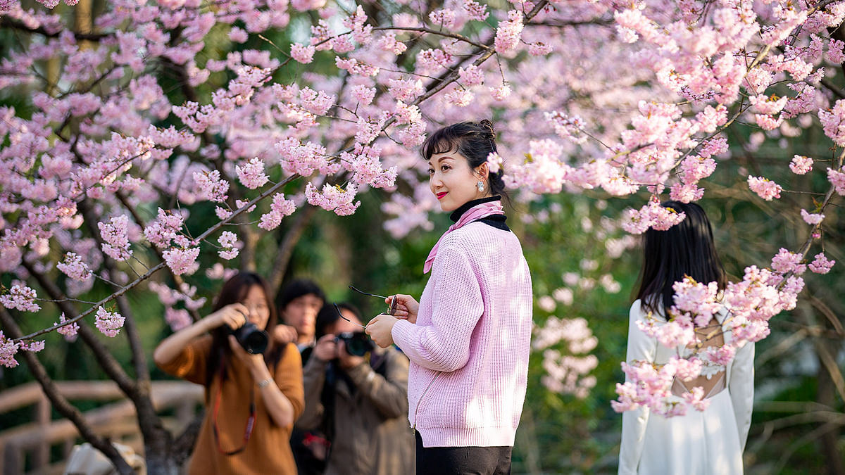 Visitors pose for pictures under blooming cherry blossoms at a botanical garden in Nanjing, Jiangsu province, China 14 March, 2019. Photo: Reuters