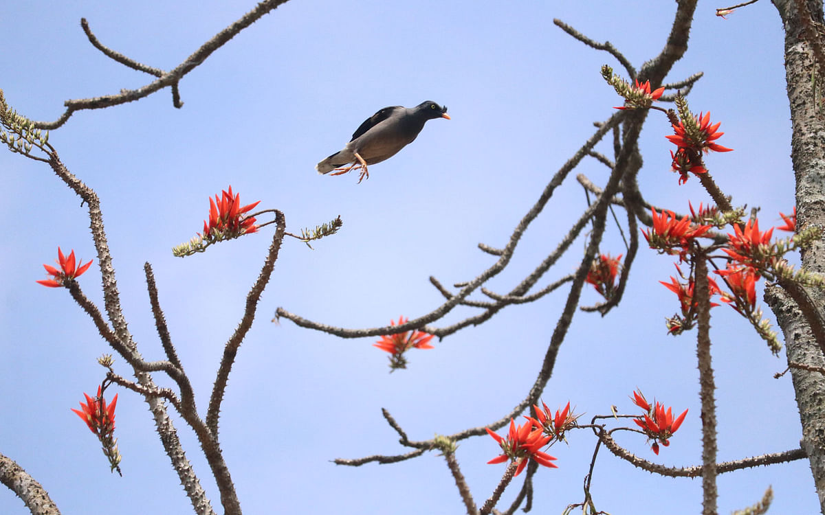 A myna about to perch among erithryna blooms at Milonpur, Khagrachhari on 16 March. Photo: Nerob Chowdhury