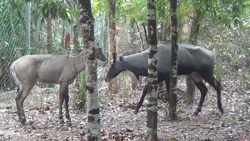 Two Nilgai -- Photo: UNB