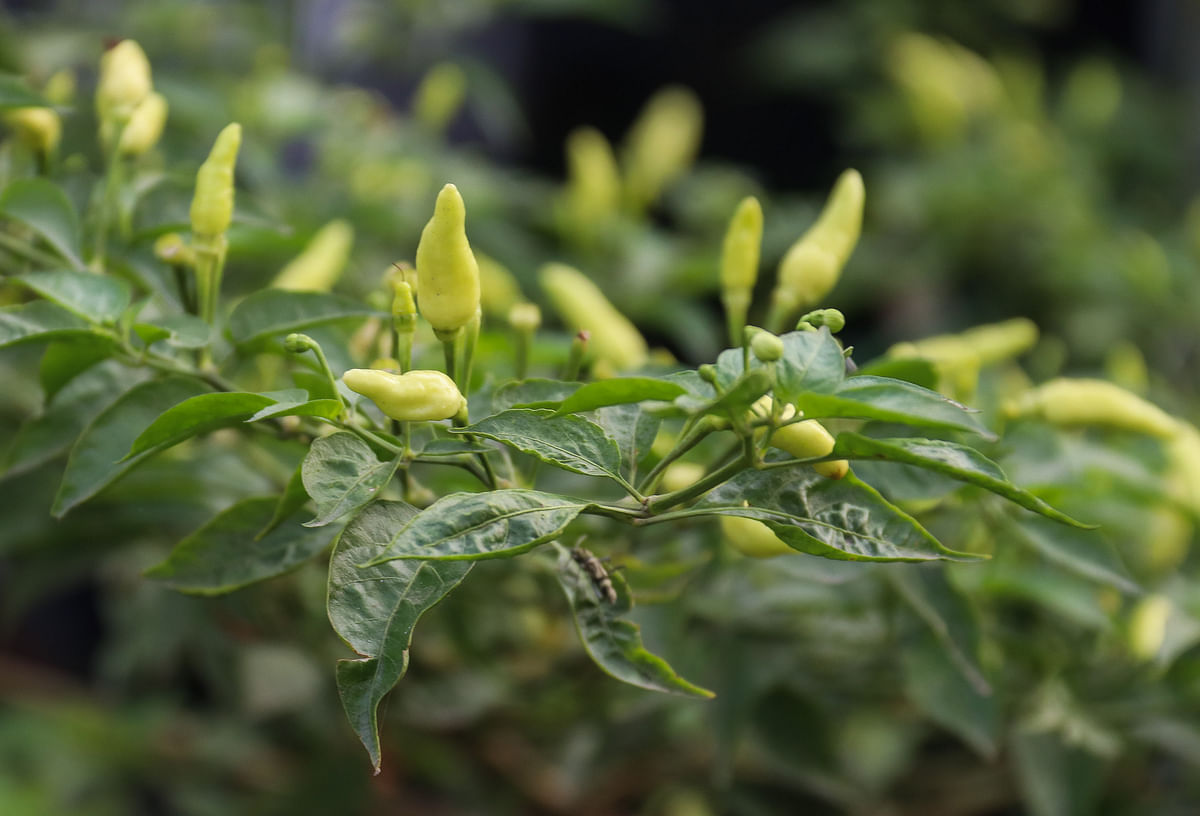 Chillies grown at water development board office in Khulna on 18 March, 2019. Photo: Saddam Hossain