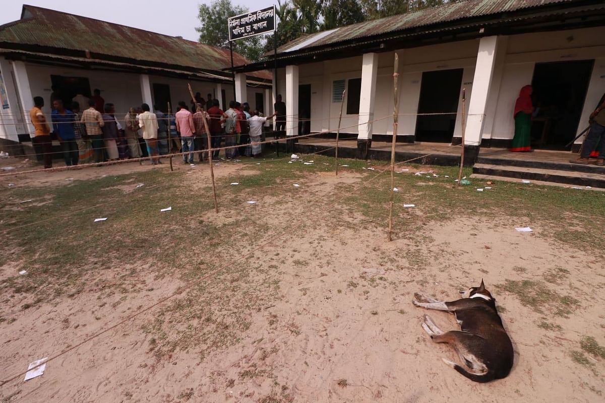 A dog lying on the Khadimnagar Government Primary School premises where voters cast their votes in the upazila parishad polls at Sylhet on 18 March, 2019. Photo: Ansi Mahmud