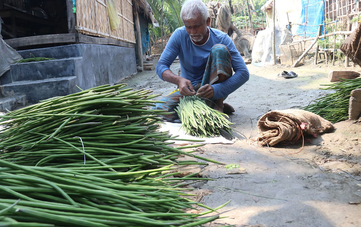 A man binds drumsticks (moringa) harvest at Chalna, Dakop in Khulna for selling on 19 March 2019. Photo: Saddam Hossain