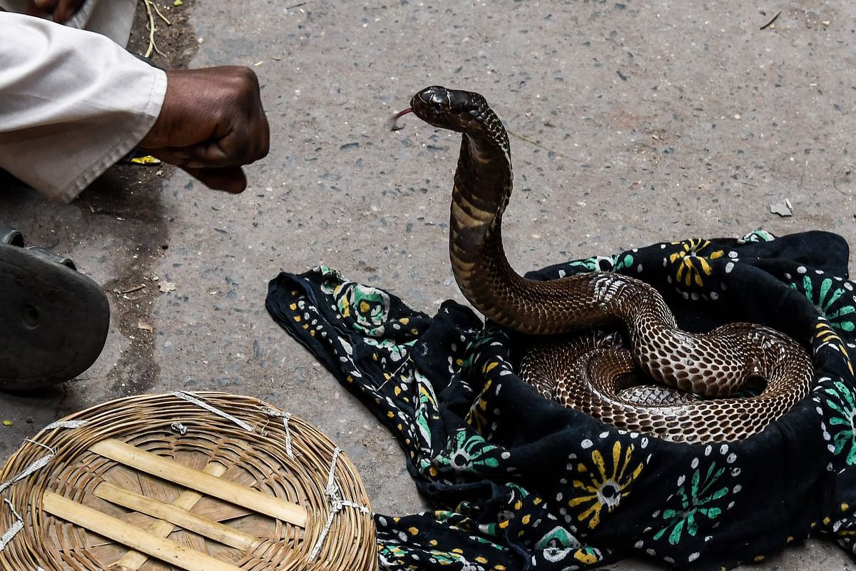 An Indian snake charmers performs for the residents in the old quarters of New Delhi on 16 March, 2019. Photo: AFP