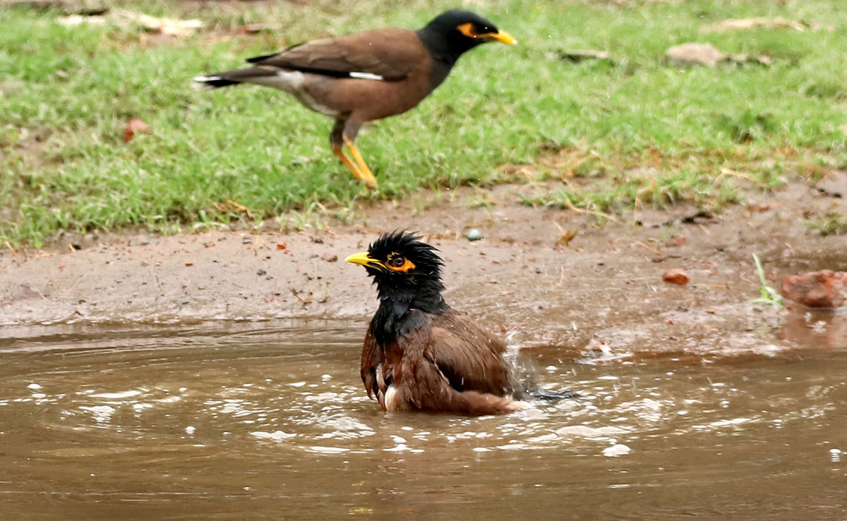A myna bathe in a puddle during a hot day at Chaulia in Jashore on 20 March 2019. Photo: Ehsan-Ud-Doula