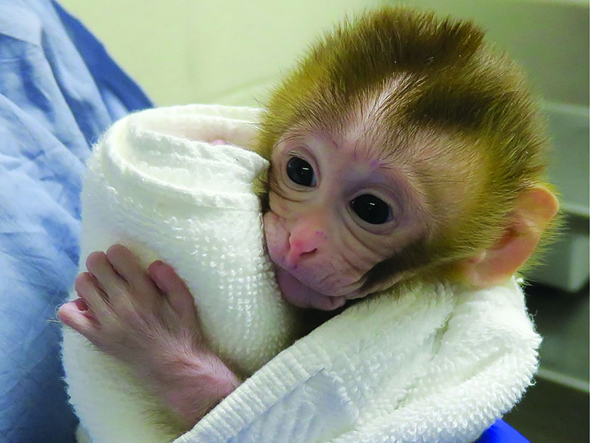 This image released by the Oregon Health and Science University (OHSU) shows Grady, a macaque, at two weeks old born in April 2018, via in vitro fertilisation. AFP File Photo