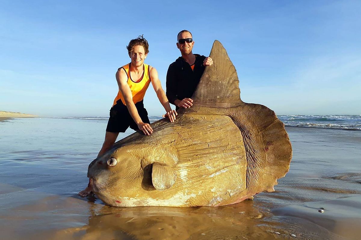 This handout picture taken on 16 March 2019 and released courtesy of Linette Grzelak on 21 March shows a sunfish that was washed ashore and found dead in Coorong, near the mouth of the urray River in South Australia. Photo: AFP