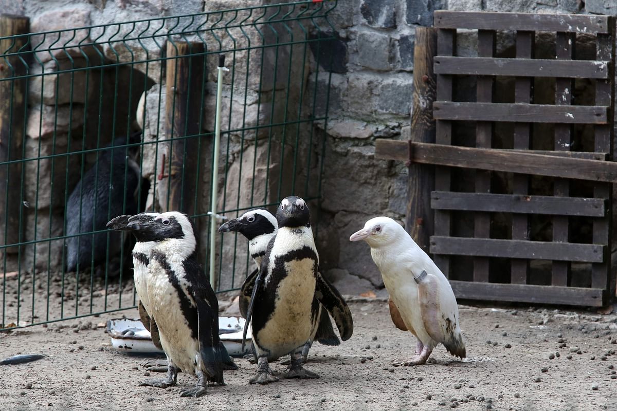 An unique albino penguin (R) is pictured at the Gdansk Zoo on 22 March 2019. Photo: AFP