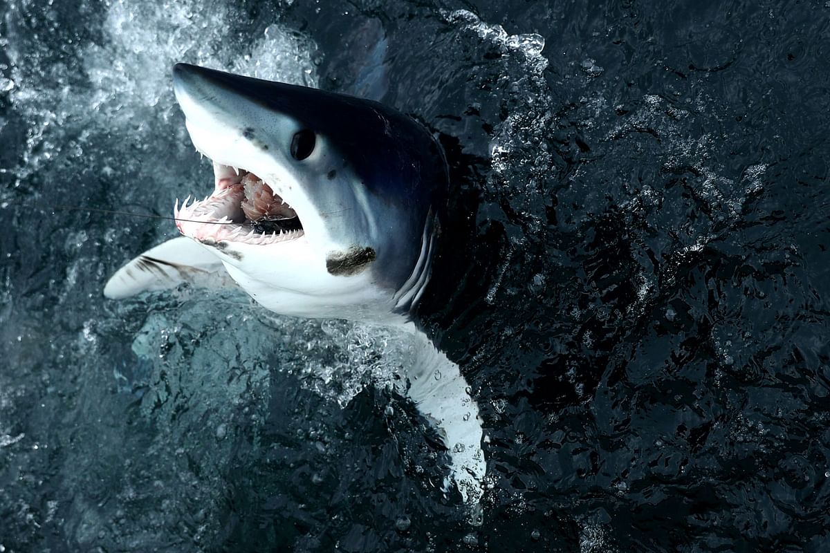 In this file photo taken on 15 July 2017 a shortfin mako shark emerges from the water after being caught by Eric Kelly on the Kalida during the 31st North Atlantic Monster Shark Tournament in New Bedford, Massachusetts. AFP File Photo