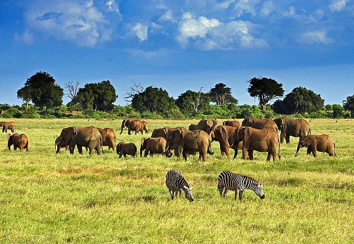 Tsavo National Park in Kenya. Photo: Collected