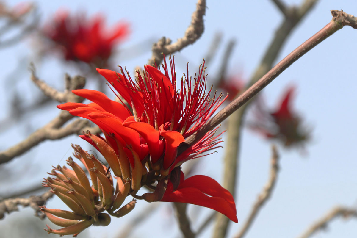 Erithryna blooms at Mojidpur, Maligachha in Pabna on 24 March 2019. Photo: Hassan Mahmud