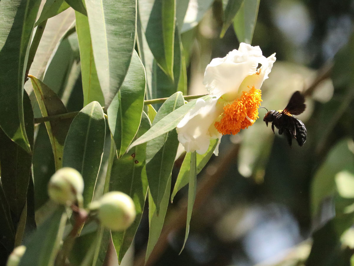 A bee hovers around a nageswar flower at Aungd Buddhist Temple in Khagrachhari on 24 March 2019. Photo: Nerob Chowdhury