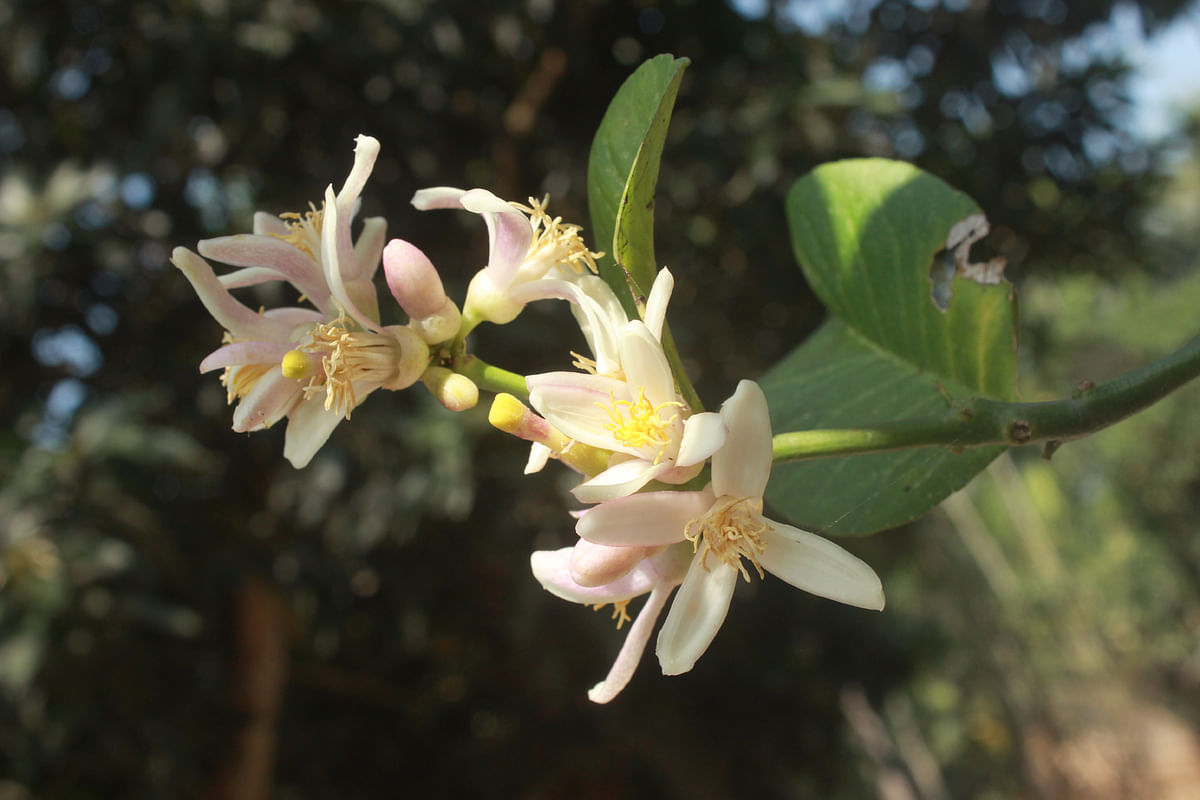 Lemon blossoms bloom at Tenguliakanda, Tarakanda in Mymensingh on 25 March 2019. Photo: Anwar Hossain