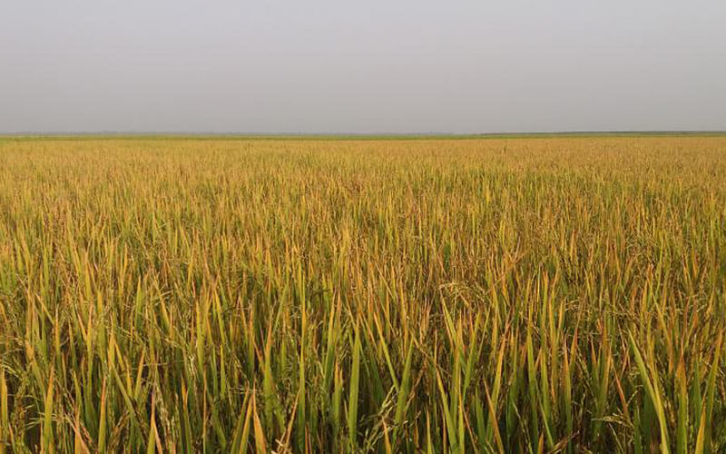 Vast spacious rice field, stretched into the horizon of Naluar Haor in Jagannathpur, Sunamganj on 29 March, 2019. Photo: Amit Kanti Deb