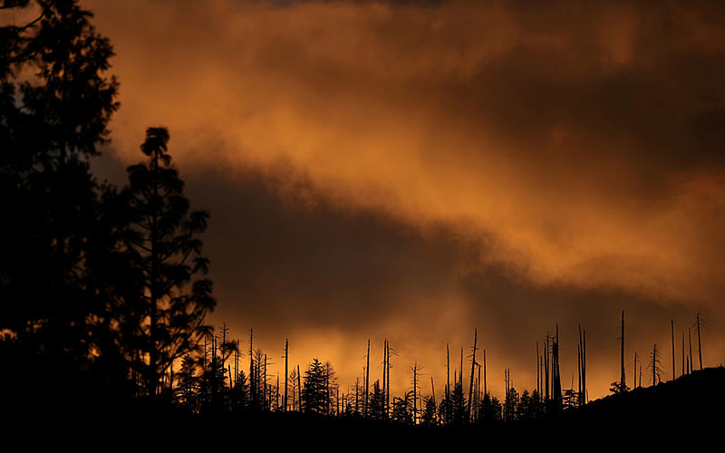 Dead trees are seen in Yosemite National Park, California, US, 29 March, 2019. Photo: Reuters