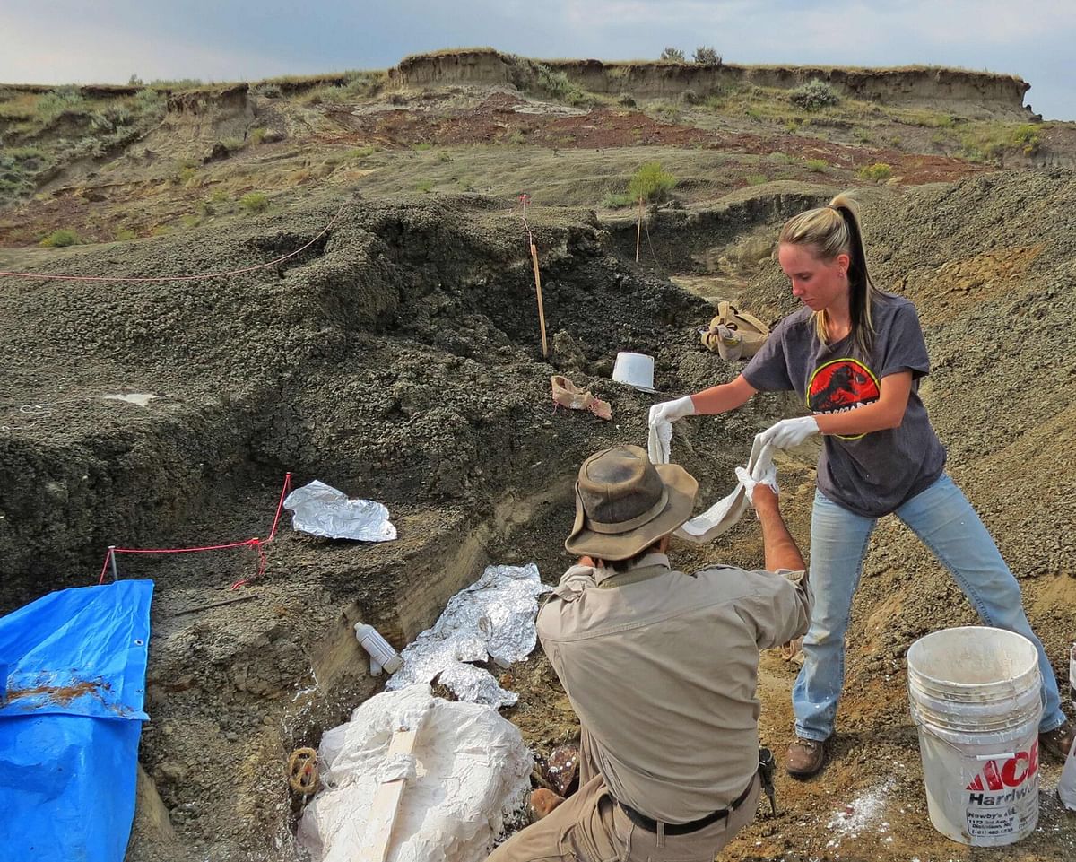 This photo taken and handout on 29 March by the University of Kansas,shows Robert DePalma(L)and field assistant Kylie Ruble(R) excavate fossil carcasses from the Tanis deposit. Photo: AFP
