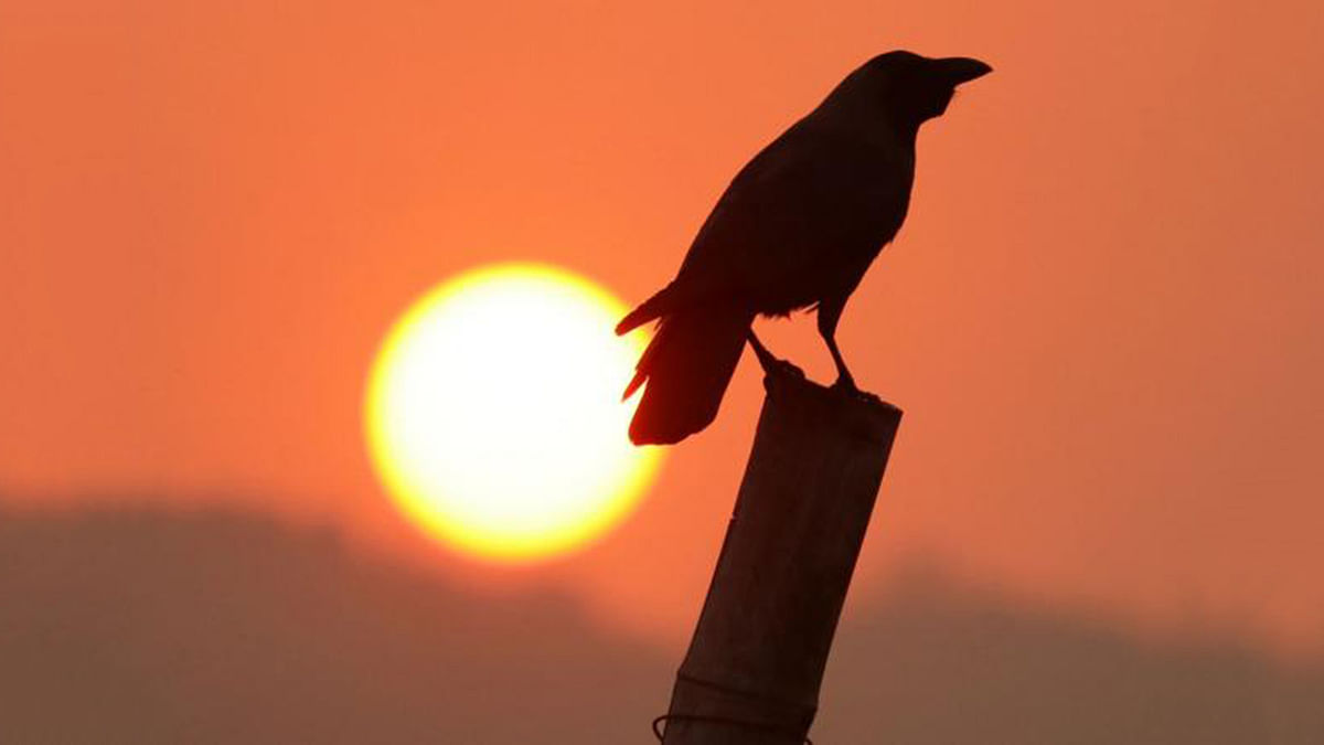A crow sitting on a bamboo pole in Shapla Chattar, Khagrachhari on 30 March, 2019. Photo: Neerob Chowdhury