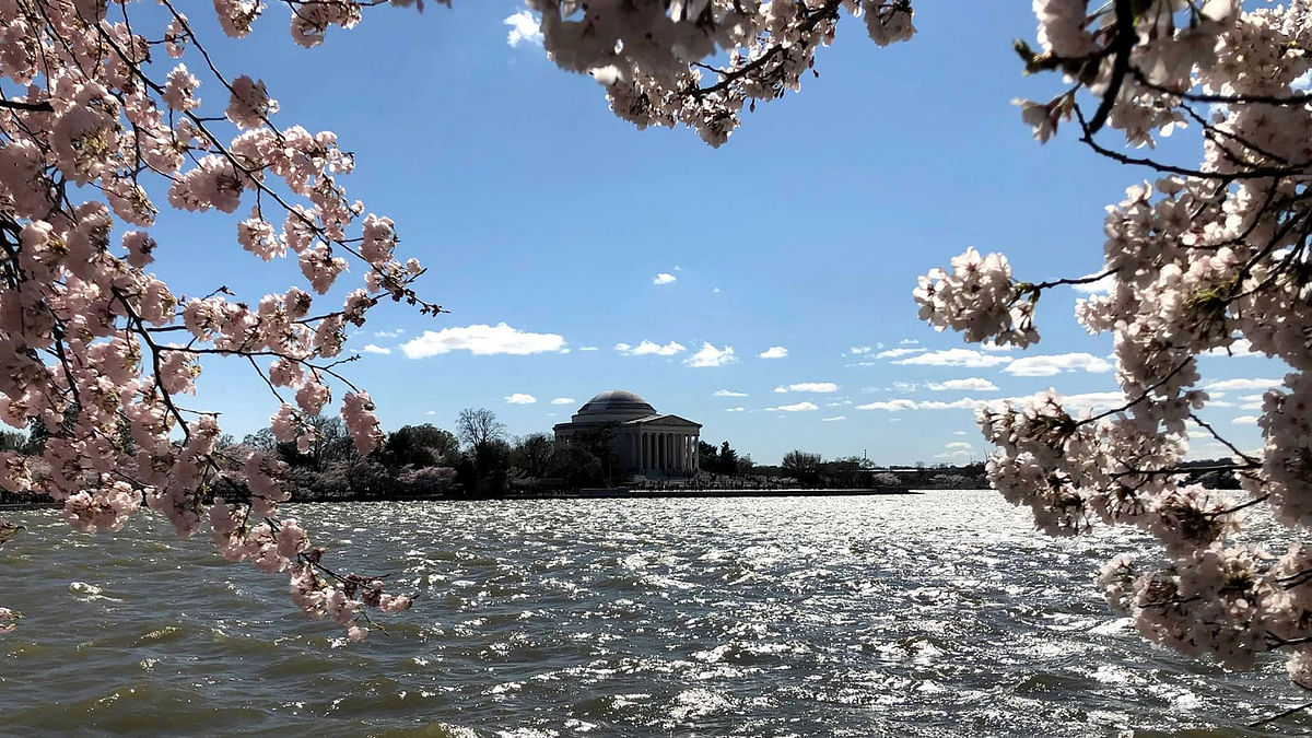 The Jefferson Memorial is seen through cherry blossoms along the Tidal Basin as thousands of people flock to see the annual blooms in Washington. Photo: Reuters