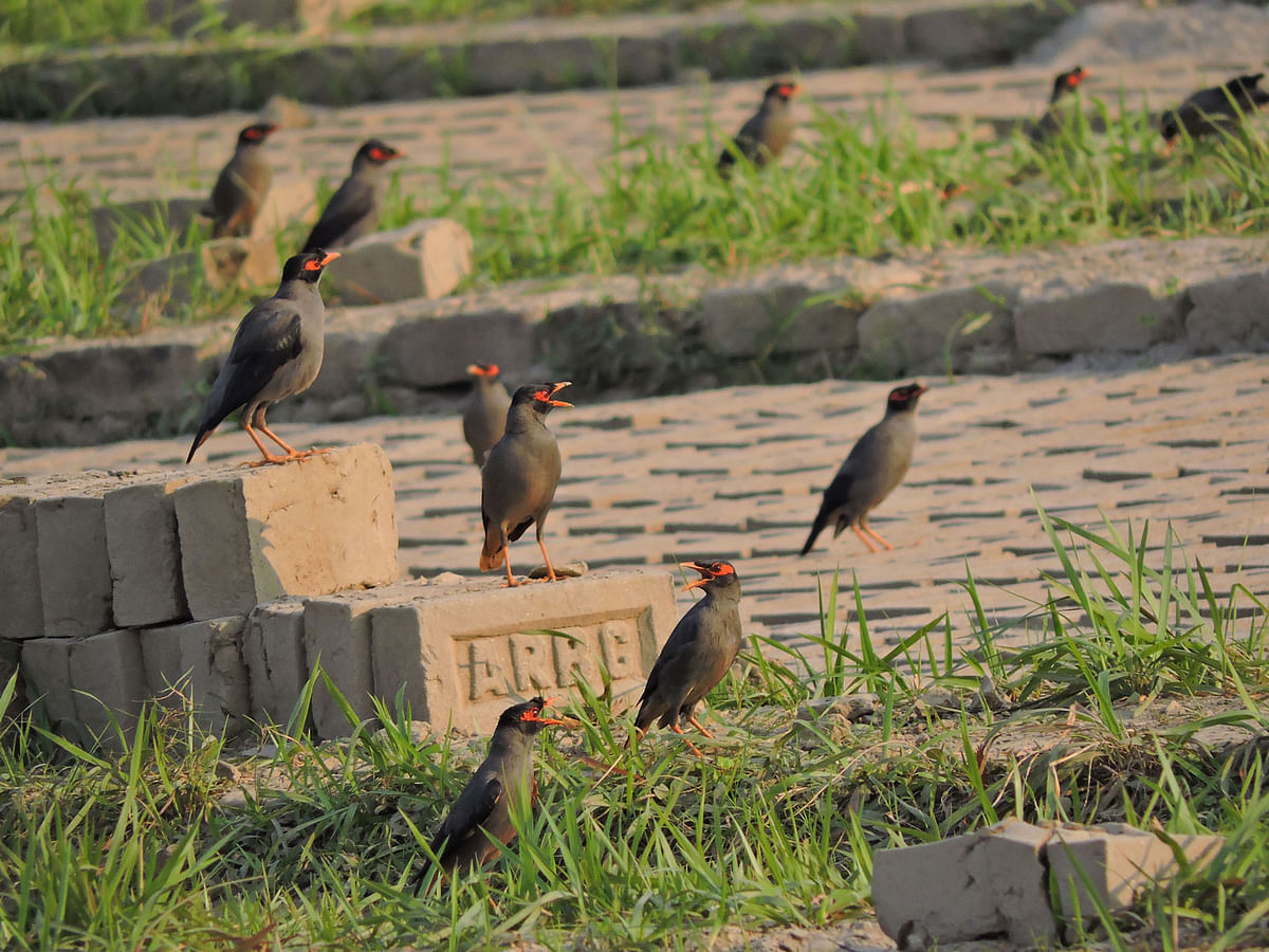 Mynas flock at Ujalpur, Meherpur. A recent photo by Abu Sayeed