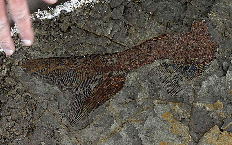 This handout photo obtained 30 March 2019 courtesy the University of Kansas shows a partially exposed, perfectly preserved 66-million-year-old fish fossil uncovered by Robert DePalma and his colleagues. Photo: AFP