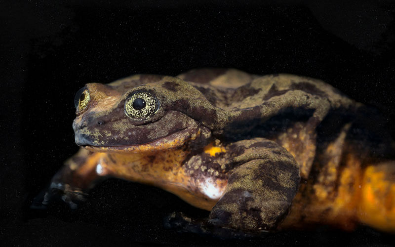 Sehuencas water frog Romeo is seen at the Natural History Museum “Alcide d’Orbigny” in Cochabamba. Photo: Reuters