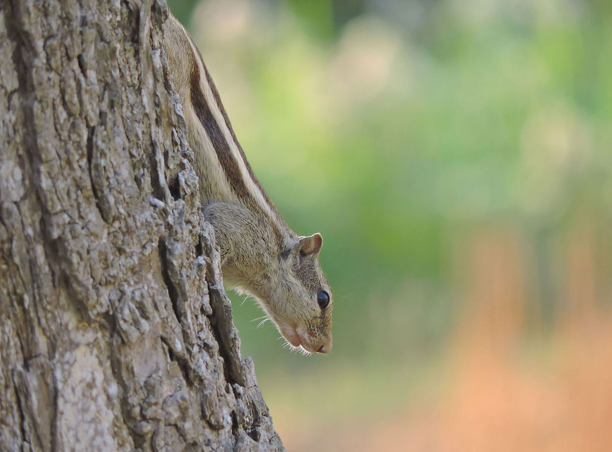 A squirrel climbs down a tree at Amjhupi, Meherpur on 1 April. Photo: Abu Sayeed
