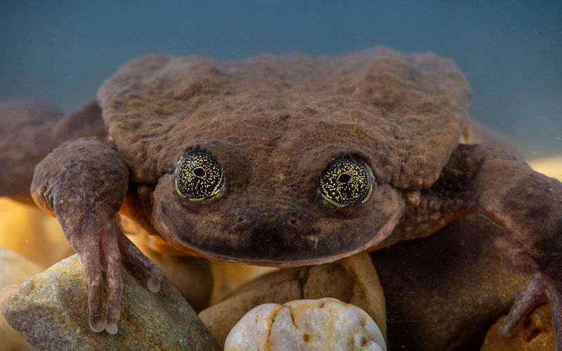Sehuencas water frog Juliet is seen at the Natural History Museum “Alcide d’Orbigny” in Cochabamba. Photo: Reuters