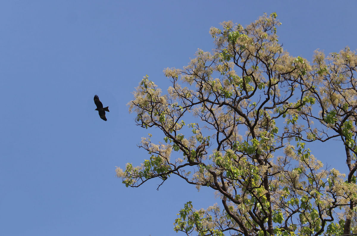 A hawk hovers around a sal tree in blooms at Tilagor Eco Park in Sylhet on 3 April 2019. Photo: Anis Mahmud