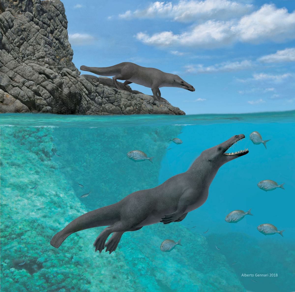 This handout artistic reconstruction by Alberto Gennari, obtained 3 April 2019, courtesy of Olivier Lambert shows two individuals of Peregocetus, one standing along the rocky shore of nowadays Peru and the other preying upon sparid fish, the presence of a tail fluke remains hypothetical. Photo: AFP