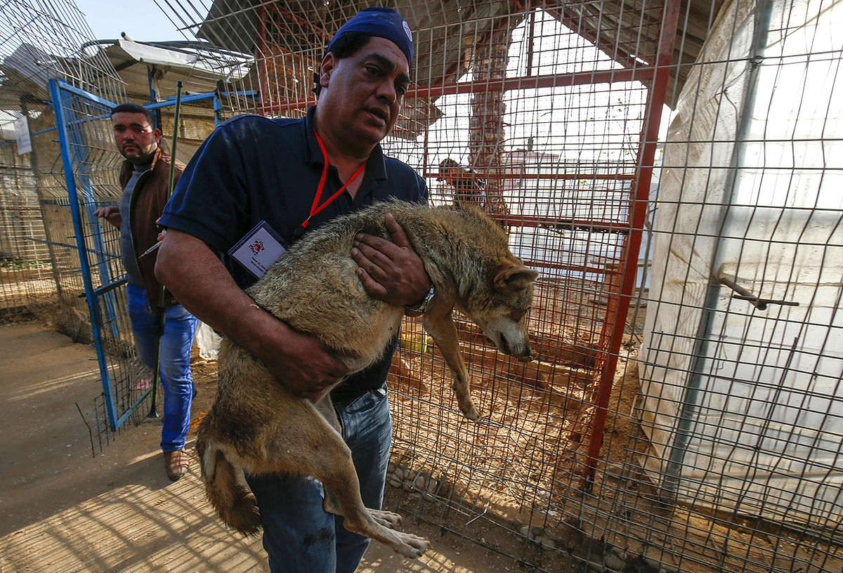 A member of the international animal welfare charity `Four Paws` worker carries a sedated fox at a zoo in Rafah in the southern Gaza Strip, during the evacuation by the organisation of animals from the Palestinian enclave to relocate to sanctuaries in Jordan, on 7 April, 2019. Photo: AFP
