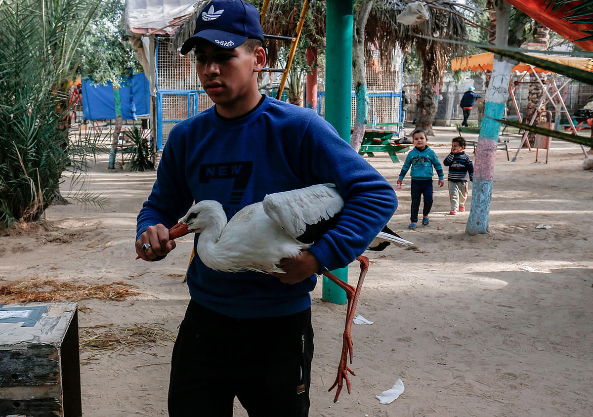 A Palestinian worker carries a Heron (Egretta Intermedia) at a zoo in Rafah in the southern Gaza Strip, during the evacuation by members of the international animal welfare charity `Four Paws` of animals from the Palestinian enclave to relocate to sanctuaries in Jordan, on 7 April, 2019. Photo: AFP
