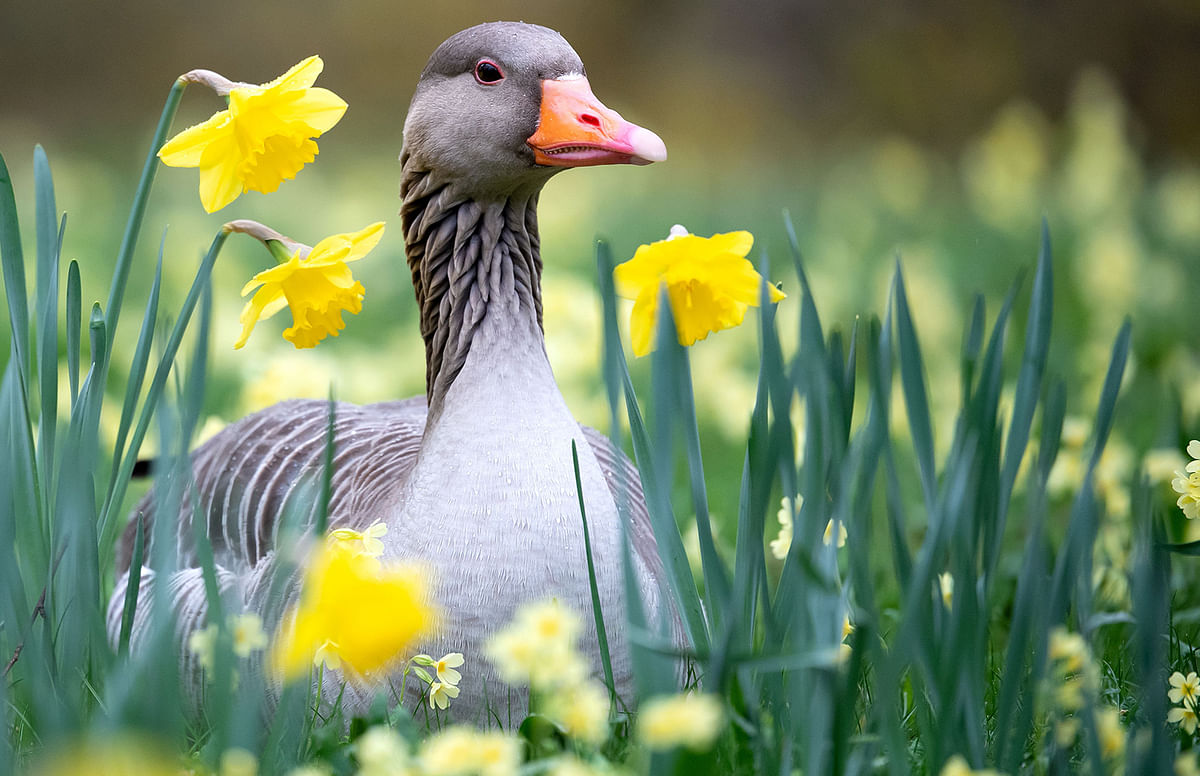 A goose rests amidst daffodils at the Tierpark Hellabrunn zoo in Munich, southern Germany, on 8 April 2019. Photo: AFP