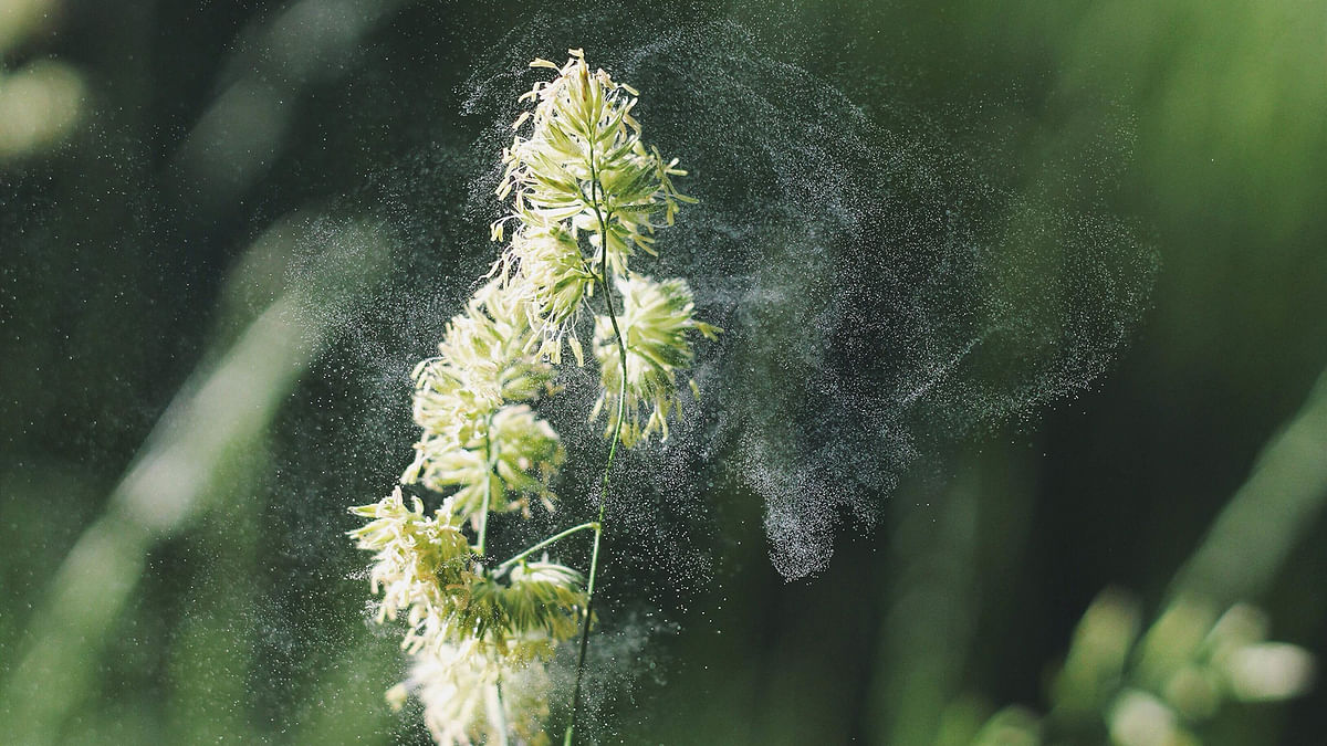 Pollen from grass. Photo: Collected
