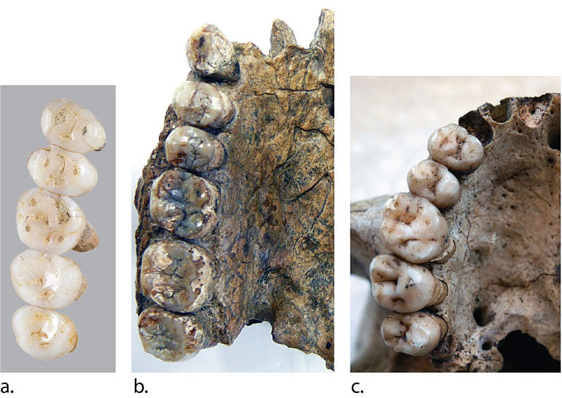 A handout image made available by Florent Detroit and taken on 15 March 2019 compares the fossil teeth of the newly discovered species Homo Luzonesis and that of Errectus Sapiensa unearthed during the excavation in the Callao Cave in the north of Luzon Island, in northern Philippines, where an international multidisciplinary team discovered a new hominin species, Homo Luzonensis. Photo: AFP