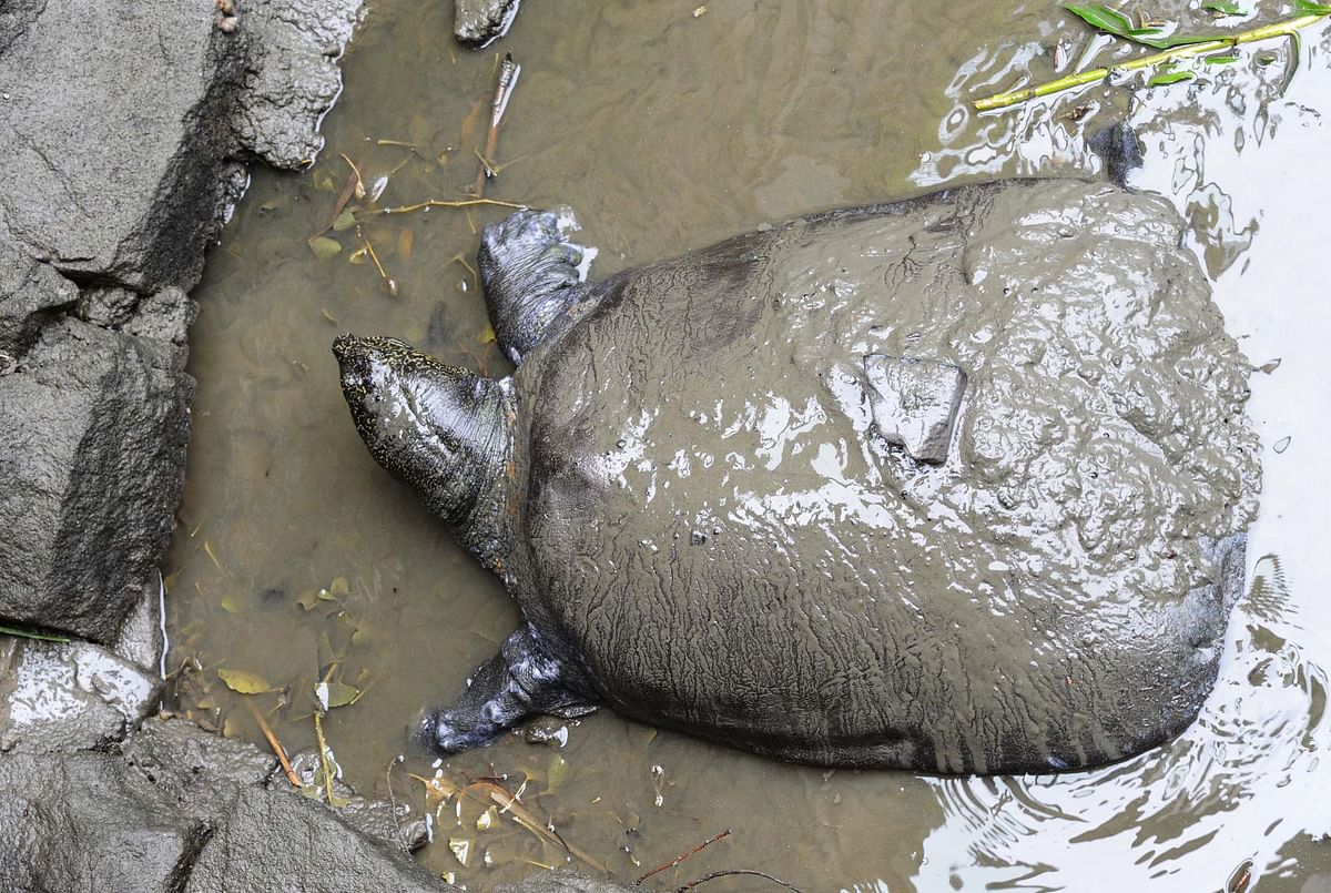 This AFP photo taken on 6 May 2015 shows a female Yangtze giant softshell turtle at Suzhou Zoo in Suzhou in China`s eastern Jiangsu province.