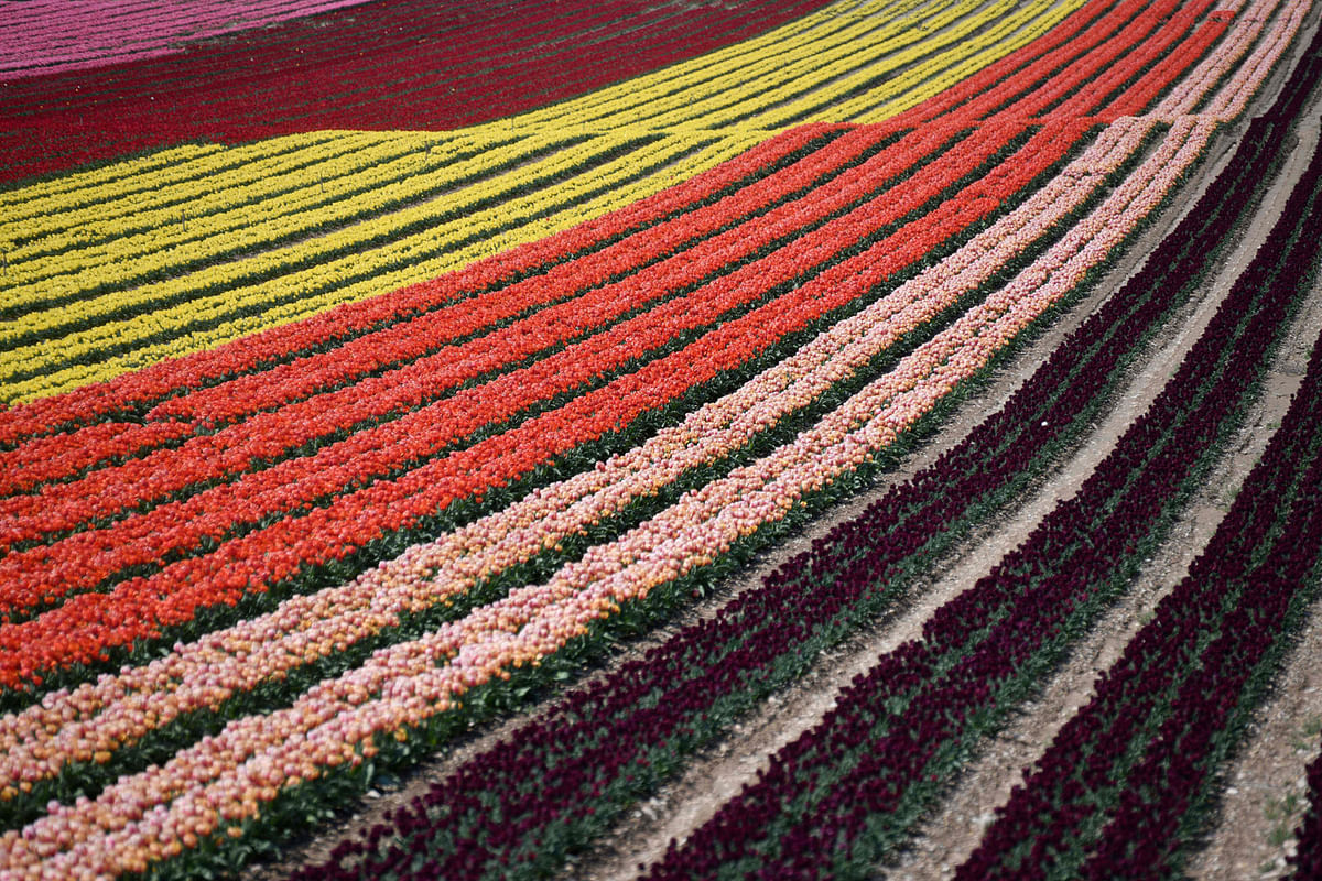 A picture taken on 13 April 2019 in Lurs, southeastern France, shows a field of tulips. Photo: AFP