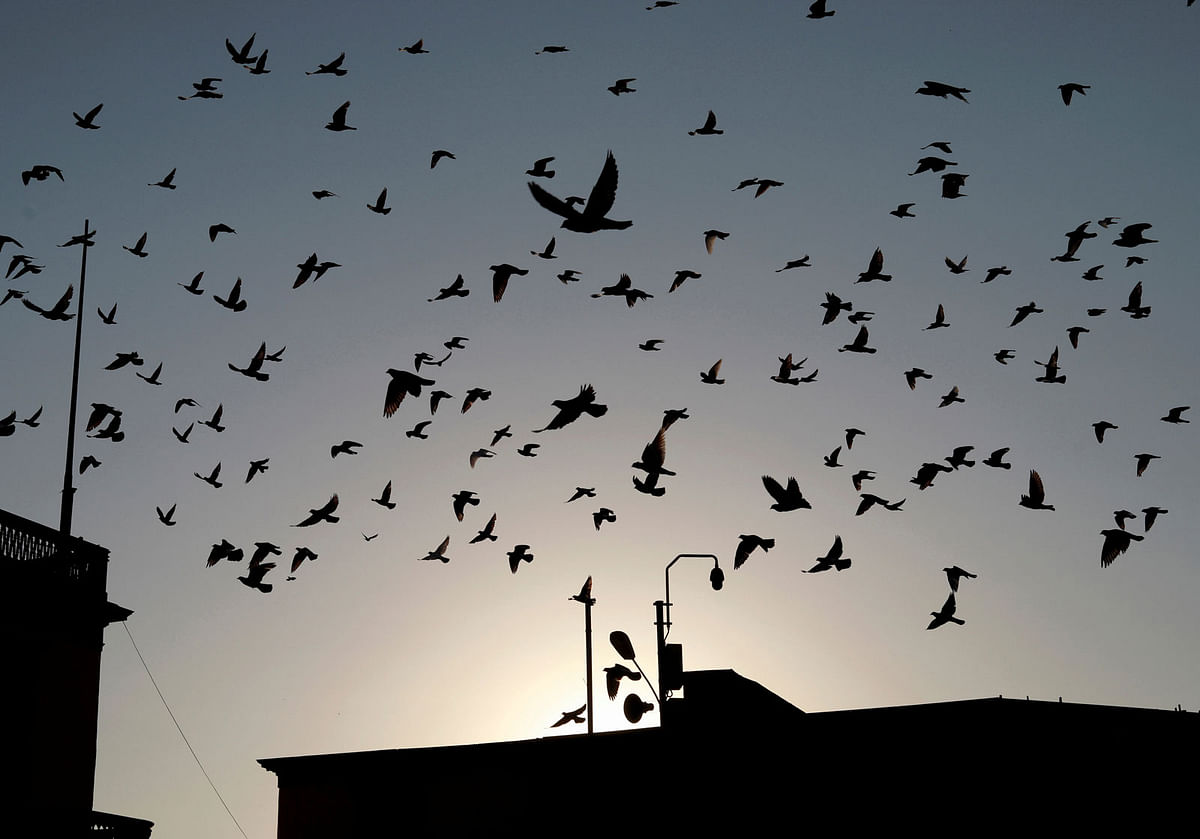 Pigeons fly past buildings during sunset in downtown Lima, Peru. Picture taken on April 2019. Photo: Reuters