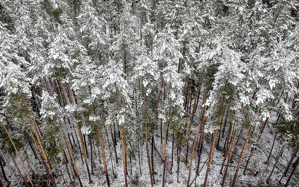 An aerial view shows a woman walking along a snow covered forest edge following a snowfall outside Moscow on 15 April 2019. Photo: AFP