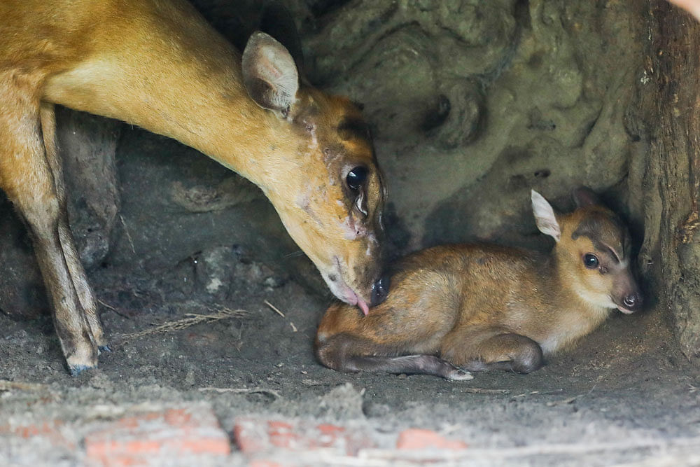A barking deer tending to its calf that was born at the national zoo in Dhaka on Sunday night. 15 April 2019. Photo: Dipu Malakar