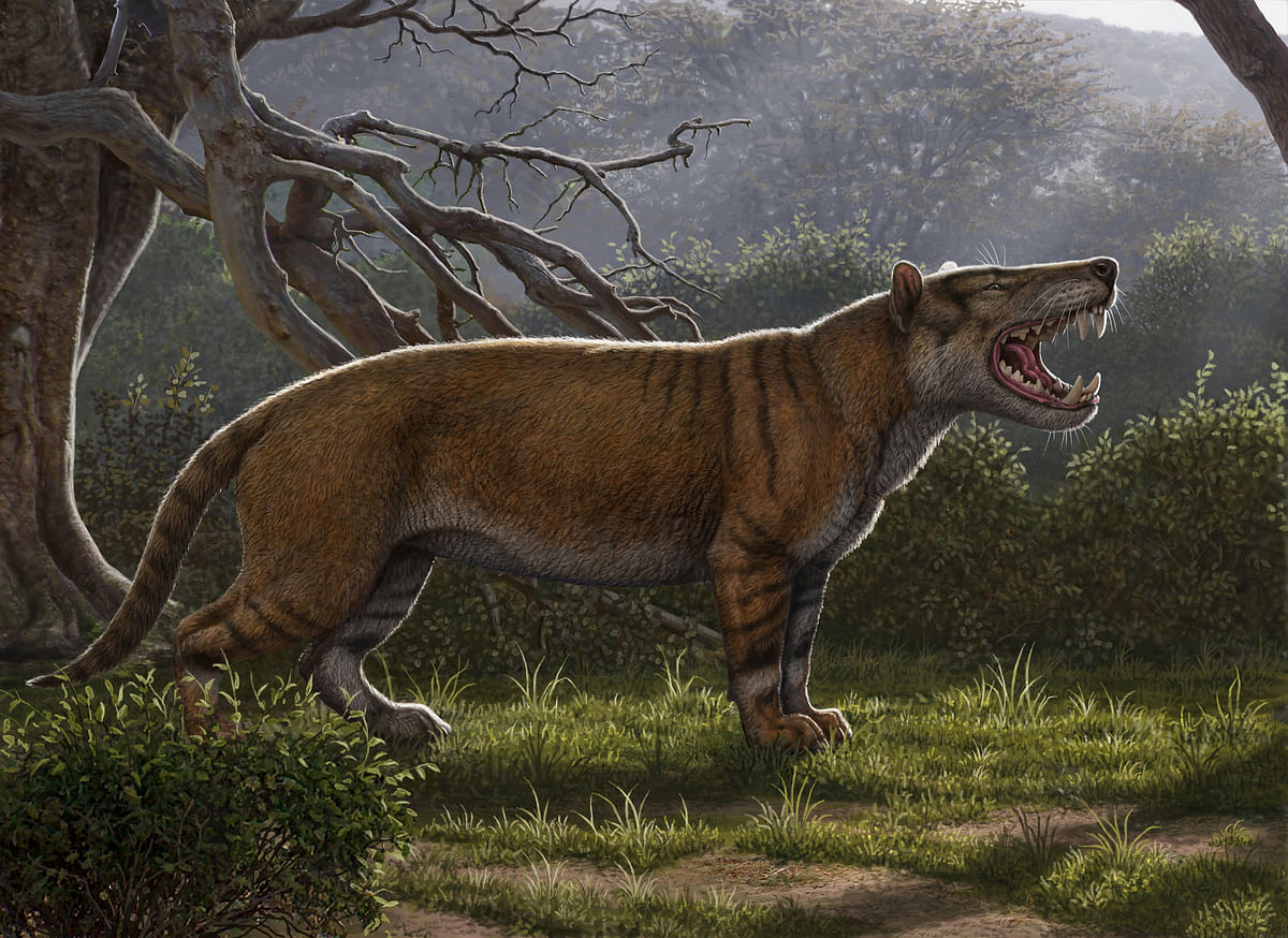 Simbakubwa kutokaafrika, a gigantic mammalian carnivore that lived 22 million years ago in Africa and was larger than a polar bear, is seen in this artist`s illustration released in Athens, Ohio, US, on 18 April 2019. Photo: Reuters